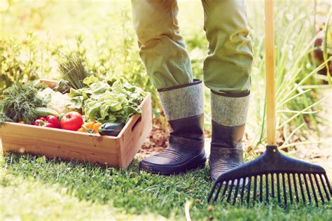 Les Compagnons Des Saisons L Gumes Faciles Cultiver Pour Les