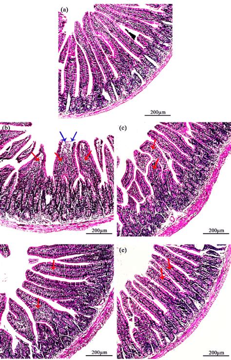 Histopathological Findings Of The Small Intestine Sections At 7 Dpi