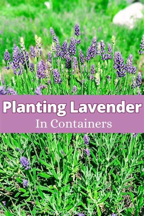 How To Plant Lavender In Pots A Guide For Beginners