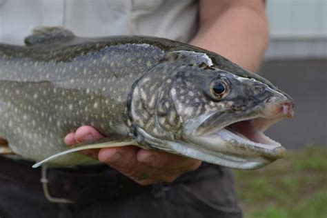 How to Fish for Lake Trout | GearJunkie