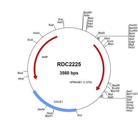 Human AMPK Beta 1 NP 006244 VersaClone CDNA RDC2225 R D Systems