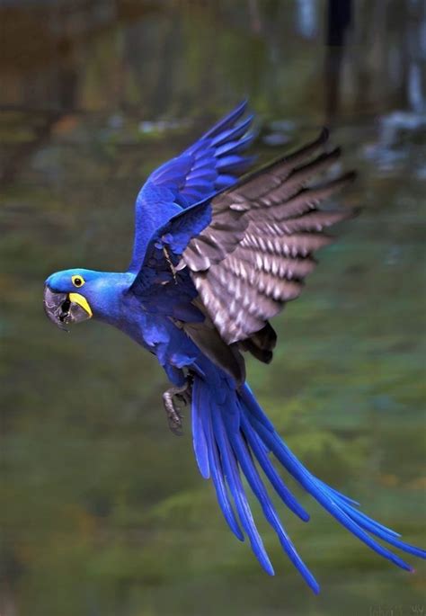 Top Most Beautiful Colorful Birds In The World Pouted Pet