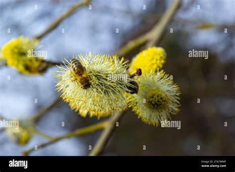A Honey Bee Apis Mellifera Collecting Pollen From The Goat Willow Or Pussy Willow Salix
