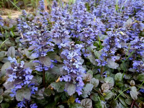 Transplanting Ajuga for Ground Cover ~ A Wet Yard