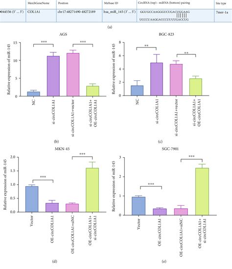 Table 1 From CircCOL1A1 Promotes The Progression Of Gastric Cancer