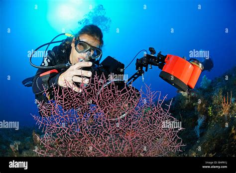 Scuba Diver Toma Fotograf As Del Pigmeo Caballito De Mar De Coral