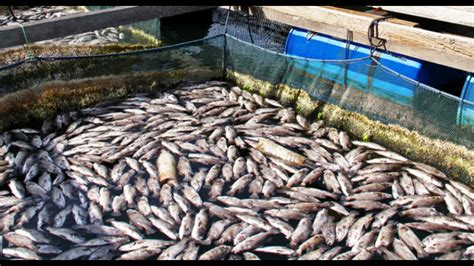 Farmers Turning To Fish Farming Using Barren Saline Land In Haryanas