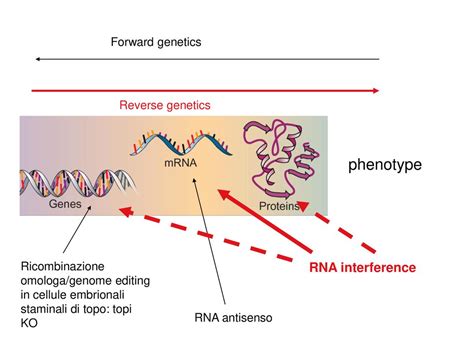 Rna Interference Ppt Scaricare