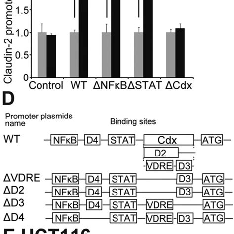 Identification Of A Functional VDRE Sequence In The Claudin 2 Promoter