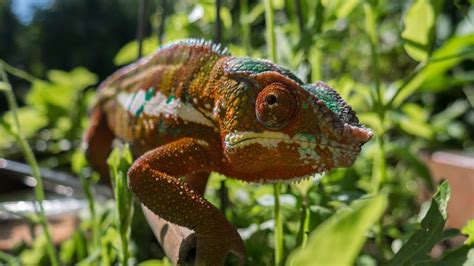 Capitale Naturale Quando Proteggere Gli Ecosistemi Fa Bene Alleconomia