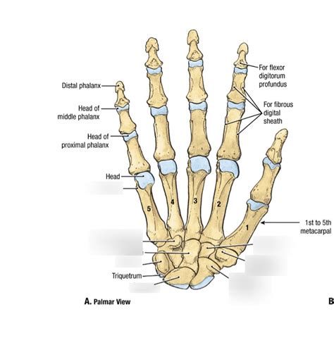 Palmar View Of Hand Diagram Quizlet