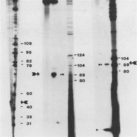 S1 Nuclease Mapping Of Snri 90 Abbreviations 5 Dna 5 End Labeled Download Scientific