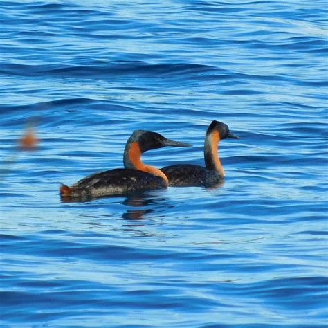 Great Grebe Podiceps Major Ecoregistros