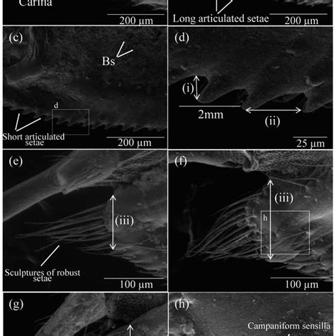 Scanning Electron Micrographs Of Sheathing Valve V3 And Distal Tooth