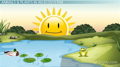 Pond Ecosystem Lesson for Kids - Lesson | Study.com