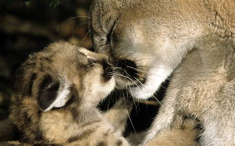 Pictures Of Mountain Lion Wallpicsnet