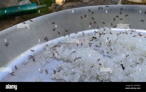 Closeup ants on sugars. Macro of Ants While Eating Sugar Stock Photo ...