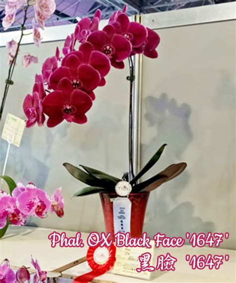 Phal. OX Black Face '1647' (Орхідея, Підлітки фаленопсисів (роздрібні ...