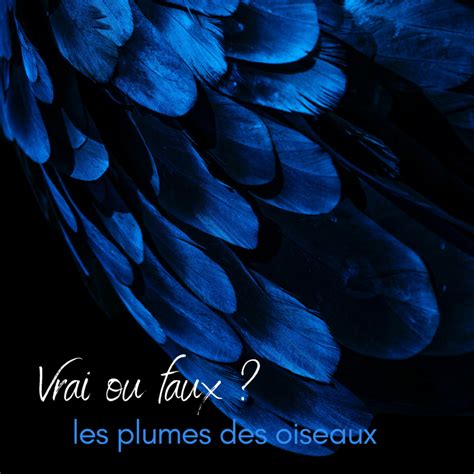 Vrai Ou Faux Les Plumes Des Oiseaux Une Histoire De Plumes