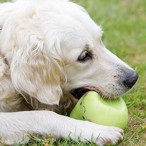 Petface Latex Apfel Hundespielzeug Gro Amazon De Haustier