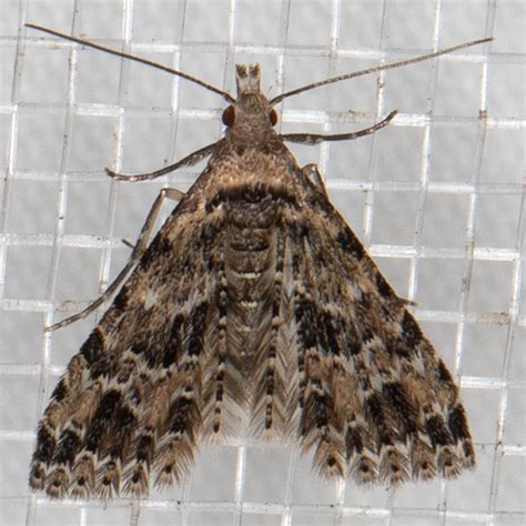 2313 Montana Six Plume Moth Alucita Montana Photo Joseph V Higbee