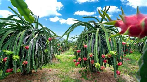 Dragon Fruit Plant Care How To Grow Dragon Fruit Pitaya