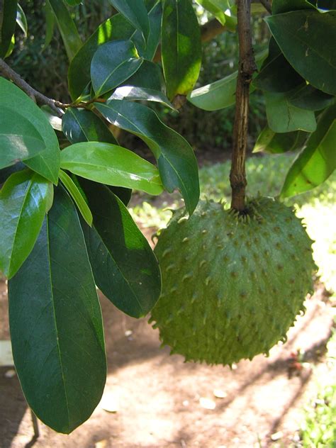 Soursop Wikipedia