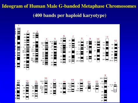 Ppt Understanding Chromosome Disorders In Genetic Diseases Powerpoint