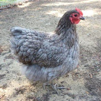 Blue Australorp Chicks Hard Run Acres