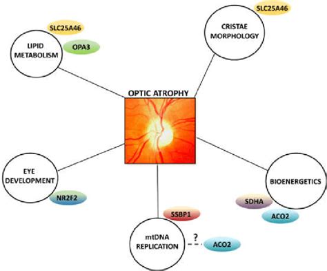 Additional Pathways Involved In Optic Atrophy Schematic Representation