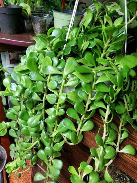 Cuttings Senecio Jacobsenii Succulent Plant Trailing Jade Weeping