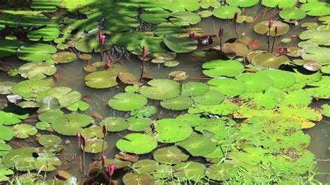 Calm Relaxing Water Ripples With Insects Flying Over Exotics Lotus Pond