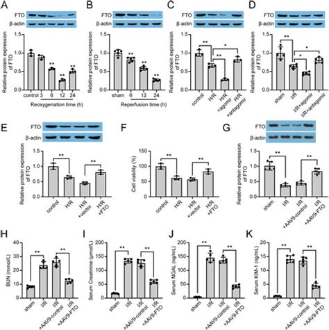 Full Article Microrna P Downregulates Fat Mass And Obesity