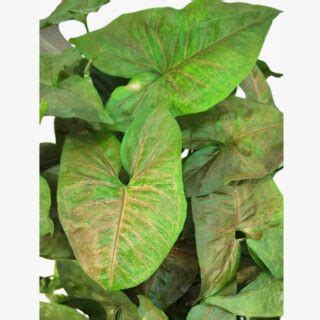 Syngonium Podophyllum Maria Allusion Halaplants Ae