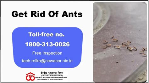 Get Rid Of Ants Ants Pest Control Services Lucknow Youtube