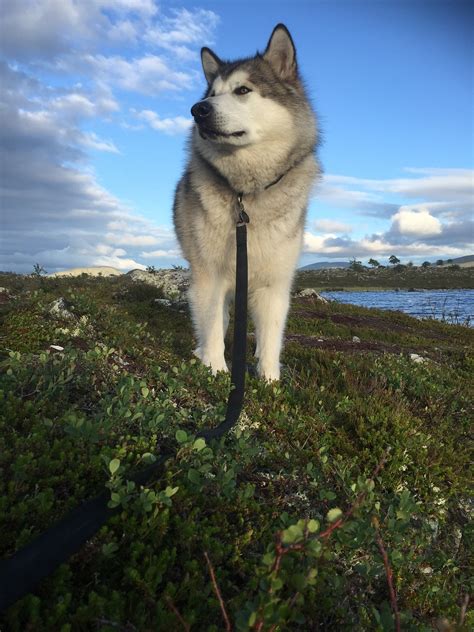 Alaskan Malamute Sled Dog Norway Free Photo On Pixabay Pixabay