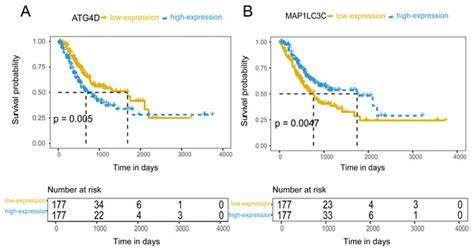 The Expression Characteristics And Prognostic Roles Of Autophagy