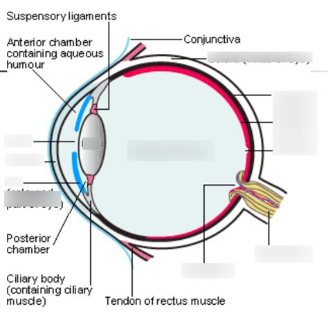 Anatomy Special Senses The Eye Diagram Quizlet