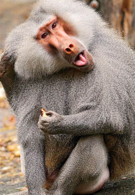 Create Meme Baboon Baboon Hamadryad Baboon Pictures Meme