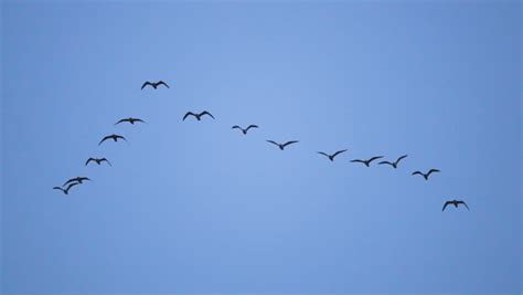 Birds Flying In V Formation Footage Videos And Clips In Hd And 4k