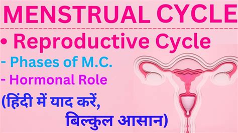 Menstrual Cycle In Hindi Reproductive Cycle In Hindi Phases Ovulation Aiims Neet