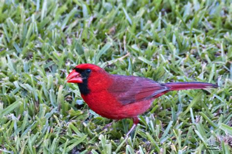 Cardinal feeding Photograph by Bill Perry | Fine Art America