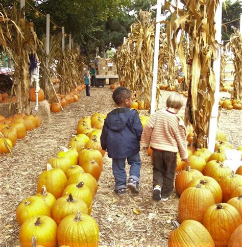 14 Fabulous Pumpkin Patches In The Bay Area