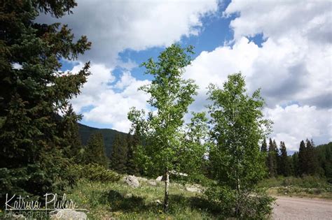 Matterhorn Campground-Telluride Co. — Katrina Runs for Food