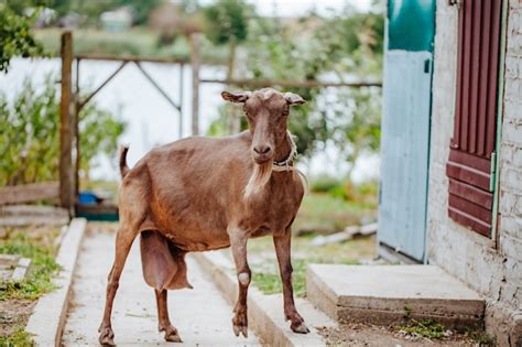 Premium Photo Brown Goat With A Large Udder In The Farmyard