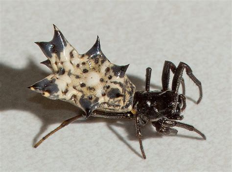 Spinybacked Spider A Naturalists Journal