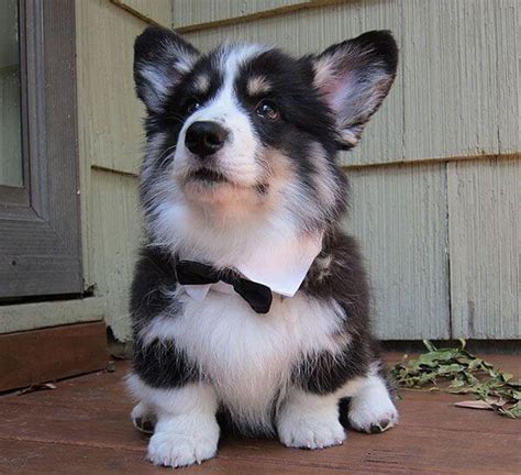 The Corgi Husky Mix Best Of Both Worlds