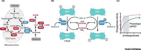 Alpha Ketoglutarate Structure