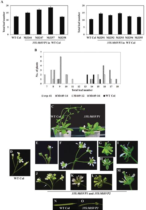 Flowering Time And Floral Phenotypes Of Transgenic Arabidopsis Plants