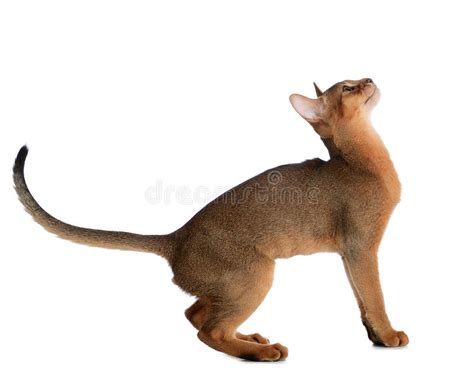 Gato Novo Abyssinian Isolado No Fundo Branco Foto De Stock Imagem De